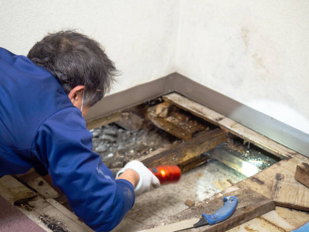 Best Mold Cleaning Services  in Mazomanie, WI