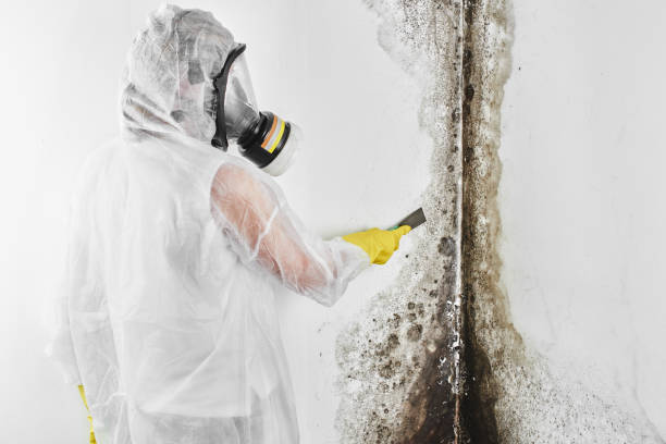 Best Affordable Mold Removal  in Mazomanie, WI