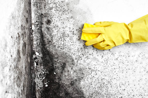 Best Home Mold Removal  in Mazomanie, WI