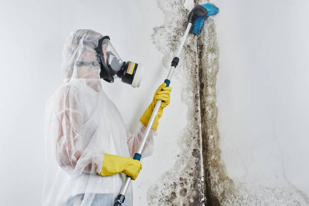 Best Attic Mold Removal  in Mazomanie, WI