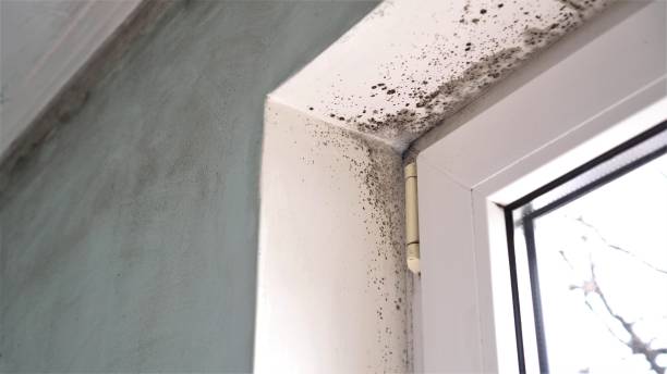 Best Crawl Space Mold Removal  in Mazomanie, WI