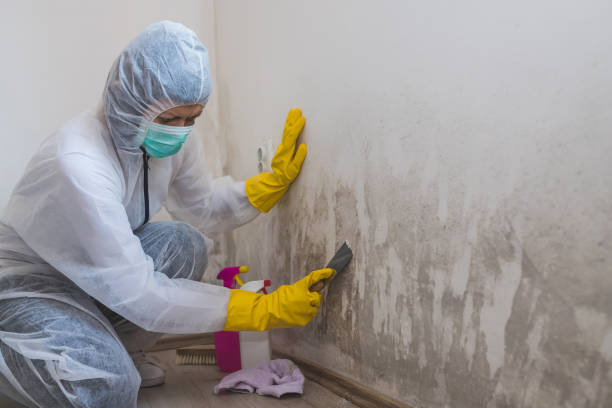 Mazomanie, WI Mold Removal Company