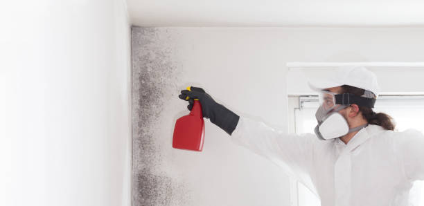 Best Mold Damage Repair  in Mazomanie, WI