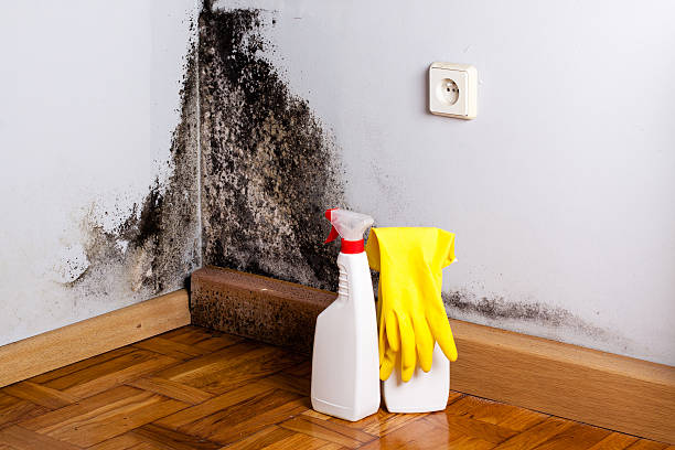 Best Mold Testing  in Mazomanie, WI