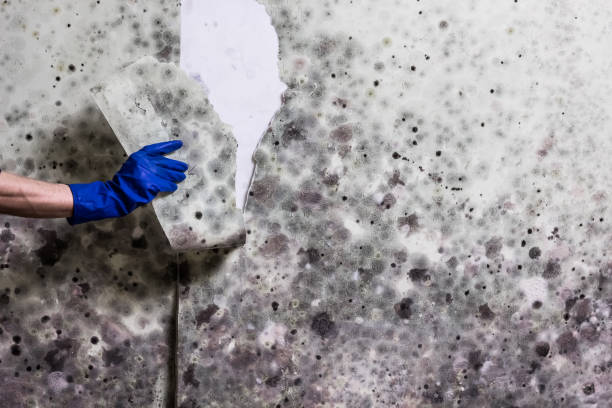 Best Mold Removal and Inspection  in Mazomanie, WI