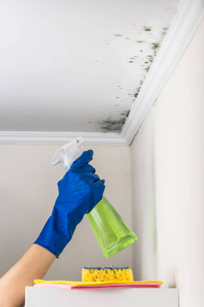 Best Mold Testing  in Mazomanie, WI